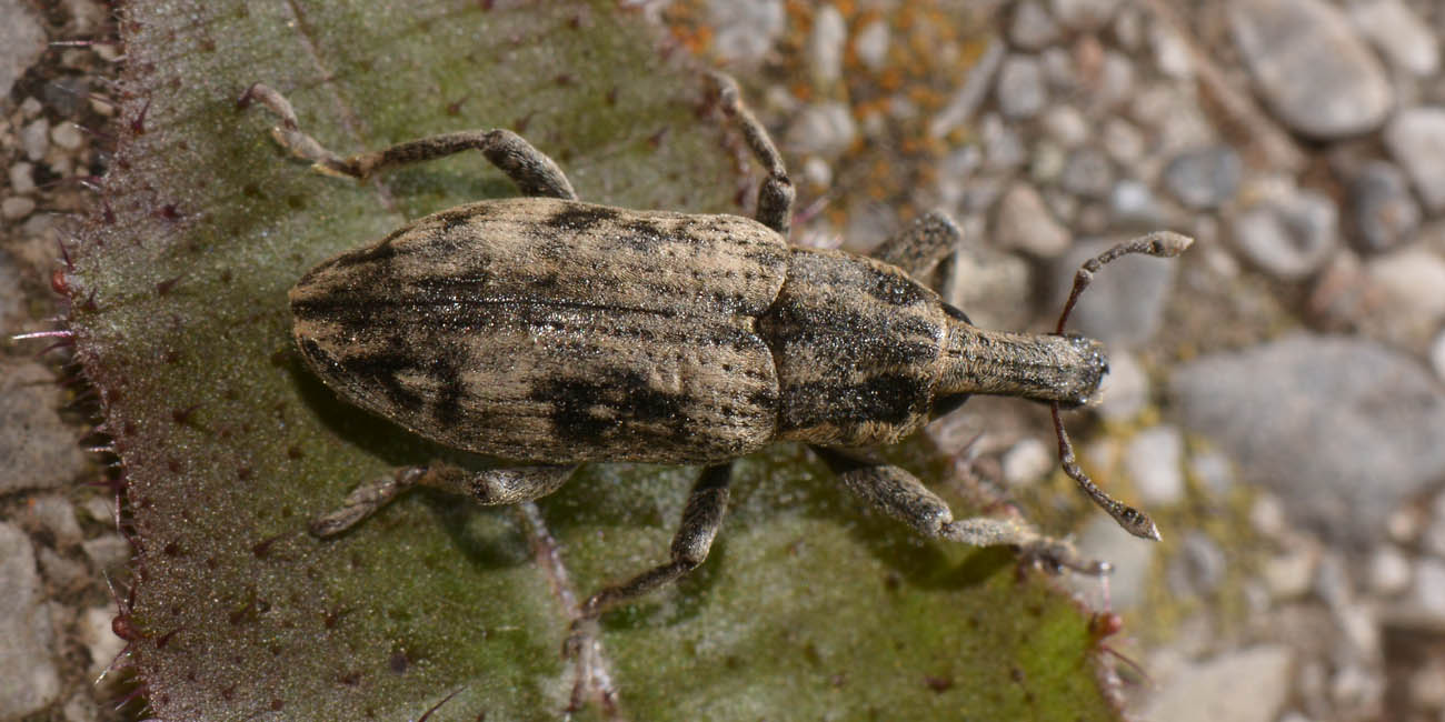 Curculionidae: Mecaspis alternans